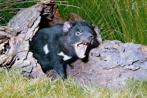 Private Blue Mountains Tour With Kangaroo And Koala Experience - Accommodation Ballina 0