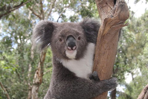 Private Blue Mountains Tour With Kangaroo And Koala Experience - Accommodation Ballina 2