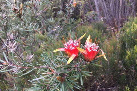 Private Blue Mountains Tour With Kangaroo And Koala Experience - Accommodation Ballina 4
