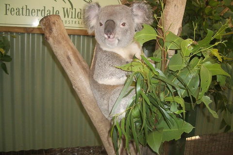 Private All Blue Mountains Day Tour - Accommodation Ballina 0