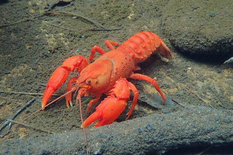 Blue Mountains Empress Canyon Adventure From Wentworth Falls - Accommodation Ballina 4