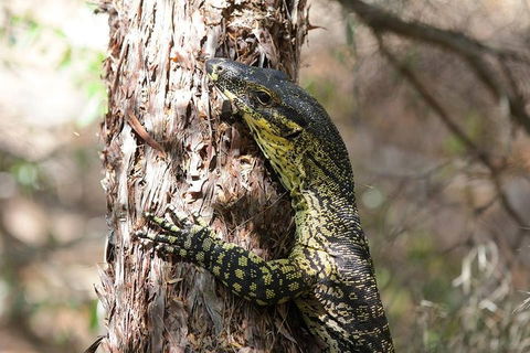 Byron Bay Combo: Minyon Falls And Hinterland Day Trip And Learn To Surf At Byron Bay - Accommodation Ballina 0