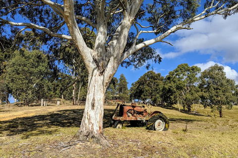 Blue Mountains Private Tour - Wild Kangaroos, Waterfalls And The Three Sisters - Accommodation Ballina 1