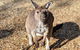 Blue Mountains Private Tour - Wild Kangaroos, Waterfalls And The Three Sisters - thumb 2