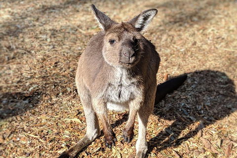Blue Mountains Private Tour - Wild Kangaroos, Waterfalls And The Three Sisters - Accommodation Ballina 2