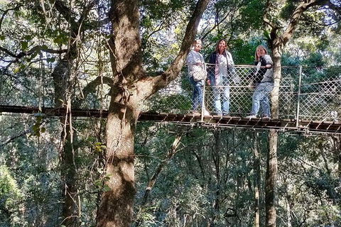 Lamington National Park, O'Reilly's & Vineyard Tour - Accommodation Ballina 2