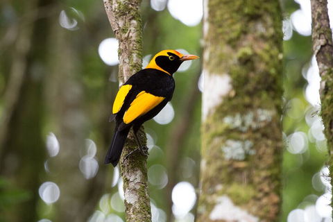 Lamington National Park, O'Reilly's & Vineyard Tour - Accommodation Ballina 4