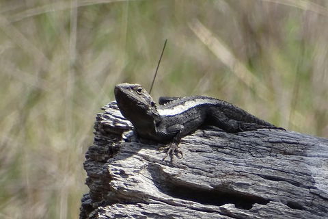 Inside The Greater Blue Mountains World Heritage - A Private Wildlife Safari Overnight - Accommodation Ballina 2