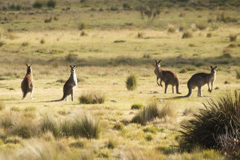 The Explorers' Discovery Tour - Gold, Wine & Wildlife - Accommodation Ballina 5