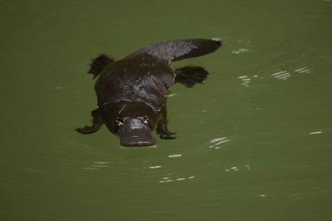 Inside The Greater Blue Mountains World Heritage - A Wildlife Safari Overnight - Accommodation Ballina 5