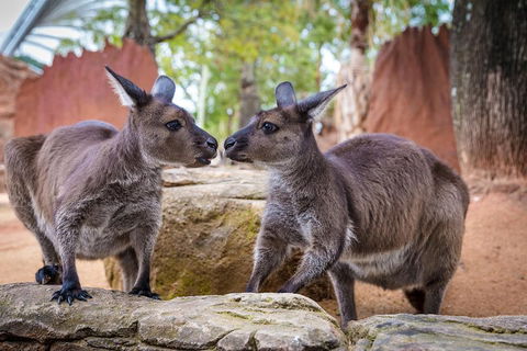 Australia Multi-City Attractions Pass - Accommodation Ballina 4