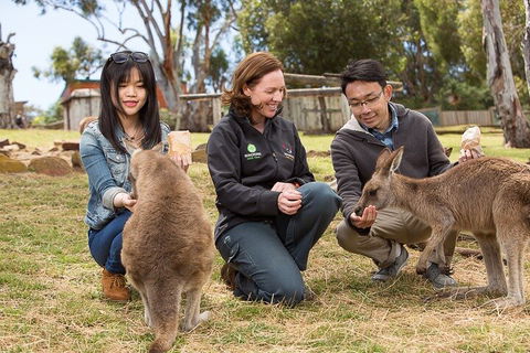 Bonorong Wildlife Park And Richmond Afternoon Tour From Hobart - Accommodation Ballina 1