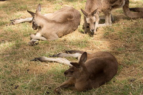 Bonorong Wildlife Park And Richmond Afternoon Tour From Hobart - Accommodation Ballina 3