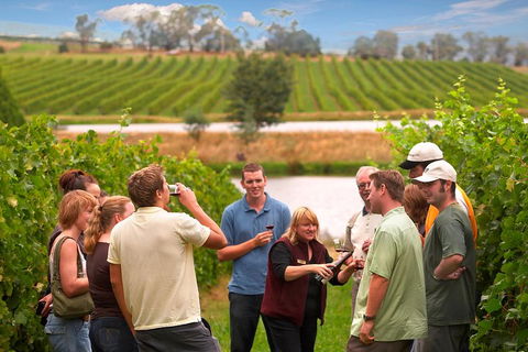 Yarra Valley Balloon Flight And Winery Tour - Accommodation Ballina 4