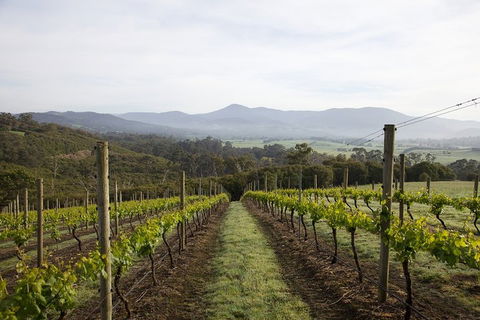 Yarra Valley 2-6 Guests Premium Food And Wine Inc Lunch At Dominique Portet - Accommodation Ballina 1