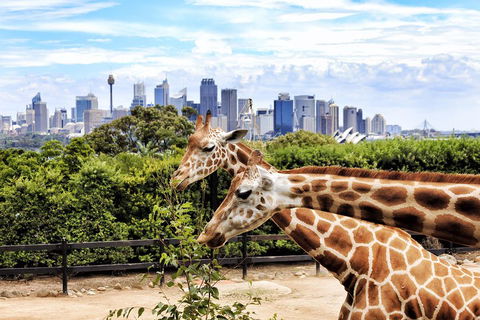 Go City | Sydney Explorer Pass With 20+ Attractions And Tours - Accommodation Ballina 2