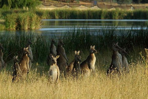 Canberra - The National Capital | Full Day Private Tour | Departs From Sydney - Accommodation Ballina 3