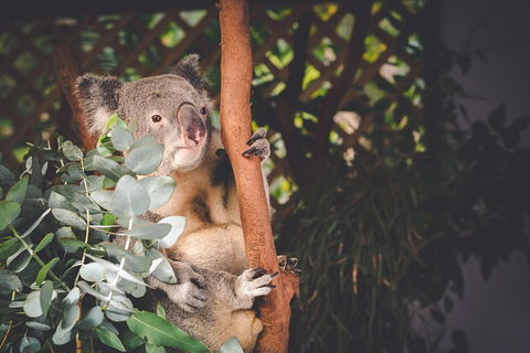 Small-Group Blue Mountains Day Trip From Sydney With Wildlife Park - Accommodation Ballina 2