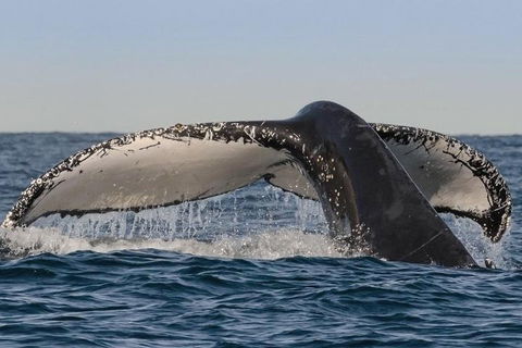 Sydney Whale-Watching Cruise Including Lunch Or Breakfast - Accommodation Ballina 0