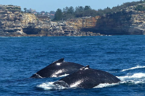 Sydney Whale-Watching Cruise Including Lunch Or Breakfast - Accommodation Ballina 2