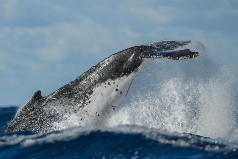 Sydney Whale-Watching Cruise Including Lunch Or Breakfast - Accommodation Ballina 4