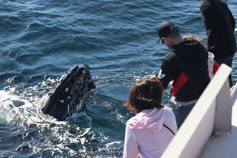 Sydney Whale-Watching Cruise Including Lunch Or Breakfast - Accommodation Ballina 5