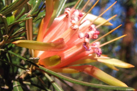 Small-Group Blue Mountains Tour With Bush Walks And Featherdale Wildlife Park - Accommodation Ballina 4
