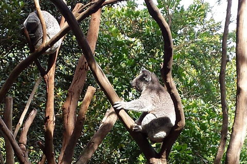 Small-Group Blue Mountains Tour With Bush Walks And Featherdale Wildlife Park - Accommodation Ballina 5
