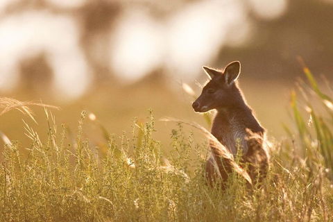 Blue Mountains Day Tour With Wildlife At Sunset From Sydney - Accommodation Ballina 2