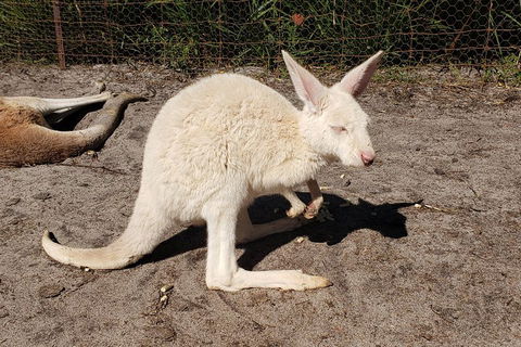 Very Best Of Perth Tour - Wildlife Park & City Highlights Tour - Accommodation Ballina 3