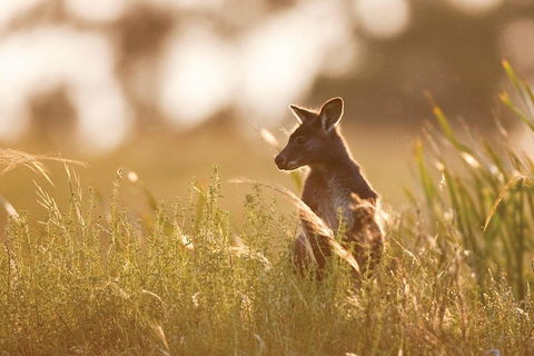 Sunset Blue Mountains Wilderness & Wildlife Tour Without The Crowds - Accommodation Ballina 0