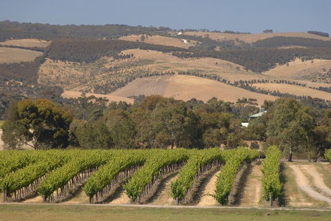 McLaren Vale And Glenelg Wine Tasting And Sightseeing (Half-day Afternoon) - Accommodation Ballina 2