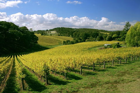 McLaren Vale And Glenelg Wine Tasting And Sightseeing (Half-day Afternoon) - Accommodation Ballina 4