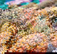 Sunshine Coast Eumundi Markets Return Minibus Transfer - Accommodation Ballina