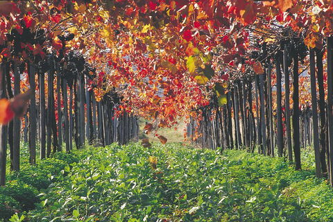 Margaret River Private Tour - Accommodation Ballina 0