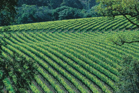 Margaret River Private Tour - Accommodation Ballina 4