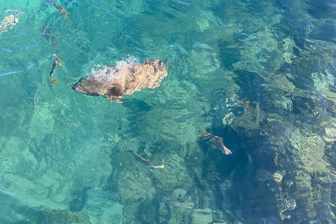 Aquascene Magnetic Island Discovery Tour - Accommodation Ballina 1