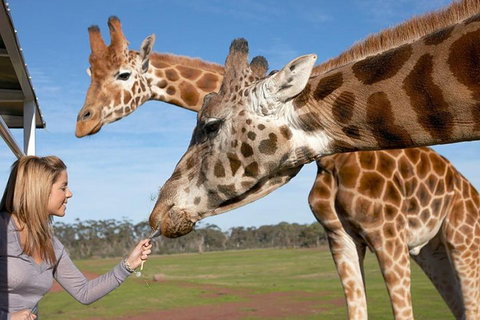 Melbourne City Card (2 Days): Visit Unlimited Attractions! - Accommodation Ballina 1