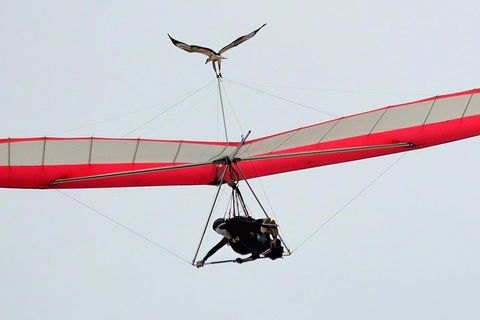 Hang Gliding With HangglideOz - Accommodation Ballina 0