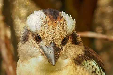 Australian Animals, Seascape And Sunset Photography Tour - Accommodation Ballina 3