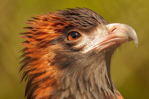 Australian Animals, Seascape And Sunset Photography Tour - Accommodation Ballina 4