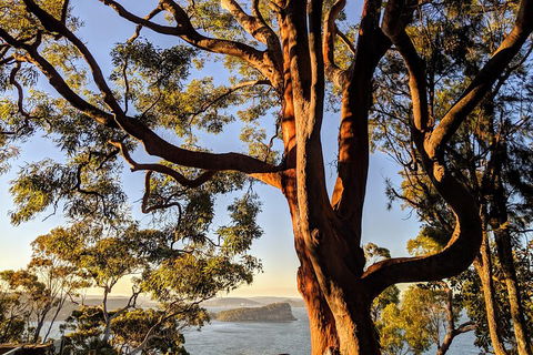 Manly & Sydney's Northern Beaches With 'Personalised Sydney Tours' - Accommodation Ballina 4