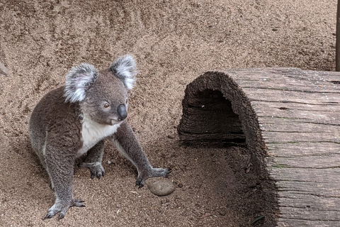 Australian Wildlife & Waterfalls Private Tour With 'Personalised Sydney Tours' - Accommodation Ballina 0