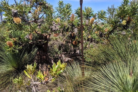 Australian Wildlife & Waterfalls Private Tour With 'Personalised Sydney Tours' - Accommodation Ballina 1