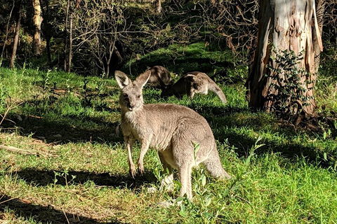 Australian Wildlife & Waterfalls Private Tour With 'Personalised Sydney Tours' - Accommodation Ballina 3