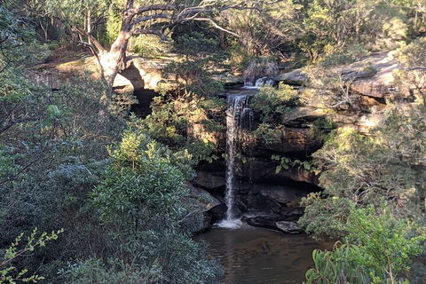 Australian Wildlife & Waterfalls Private Tour With 'Personalised Sydney Tours' - Accommodation Ballina 5