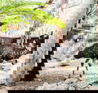Sydney Taronga Zoo General Entry Ticket and Wild Australia Experience - Accommodation Ballina