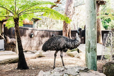 Sydney Taronga Zoo General Entry Ticket And Wild Australia Experience - Accommodation Ballina 0