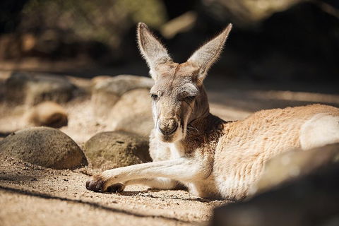 Sydney Taronga Zoo General Entry Ticket And Wild Australia Experience - Accommodation Ballina 3