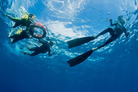 Passions Of Paradise Great Barrier Reef Snorkel And Dive Cruise From Cairns By Luxury Catamaran - Accommodation Ballina 2